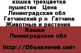 кошка трехцветка пушистая › Цена ­ 0 - Ленинградская обл., Гатчинский р-н, Гатчина  Животные и растения » Кошки   . Ленинградская обл.